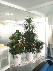 中山办公室花卉绿植租赁