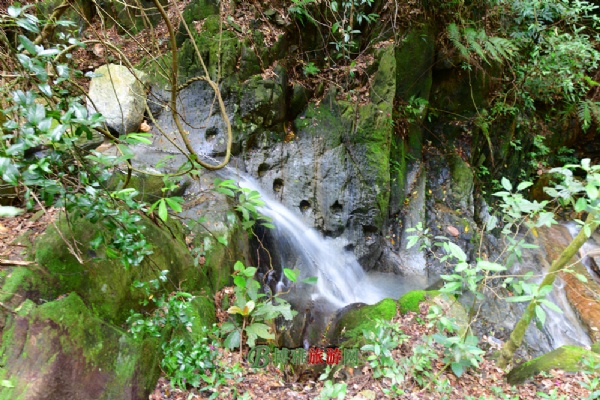 南丹山森林王国