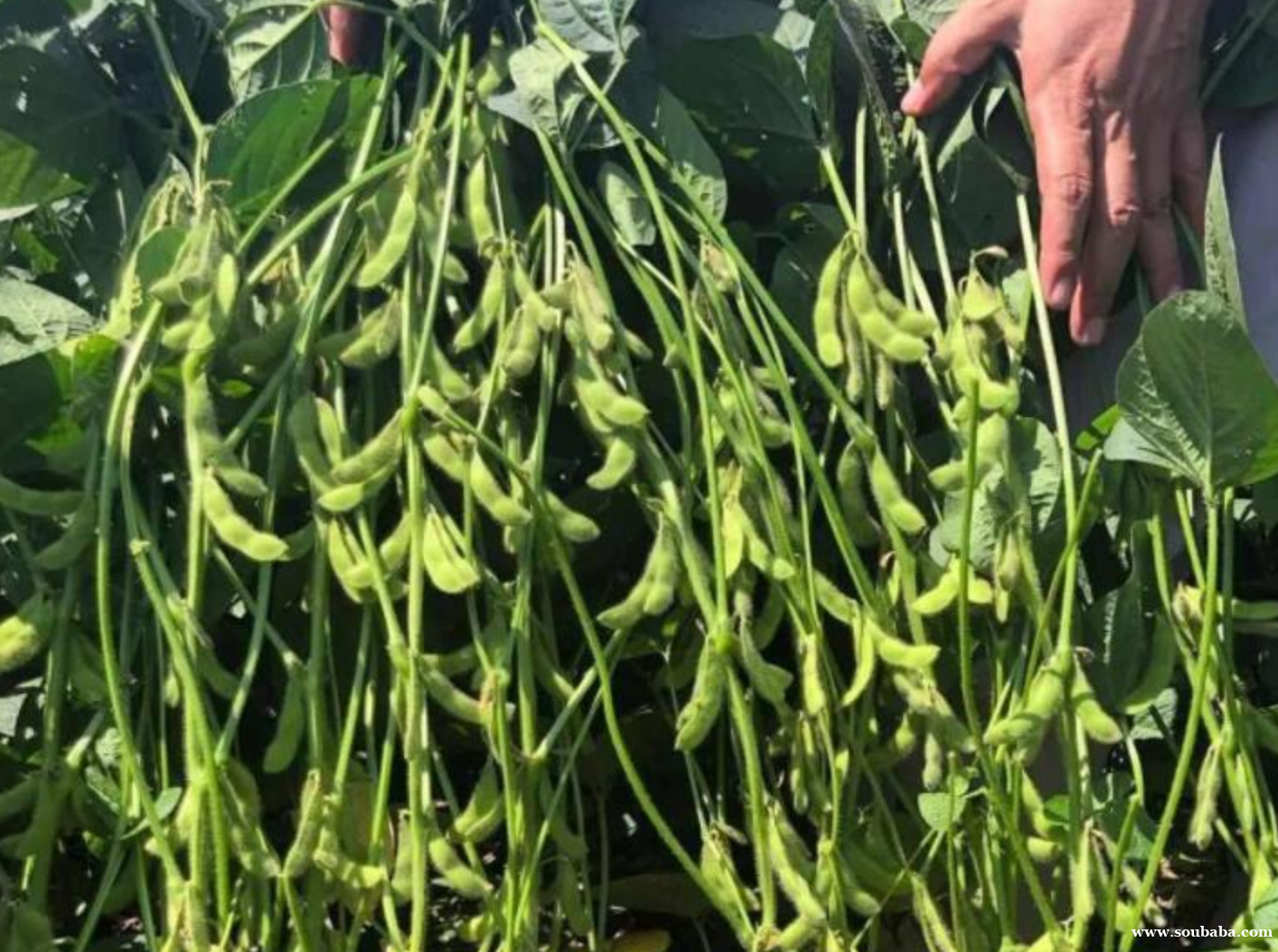 大豆百科:大豆的起源历史、地理分布、分类及生长阶段介绍