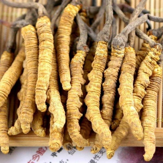 呼和浩特市回收冬虫夏草 产地分布 品种分类 等级价格