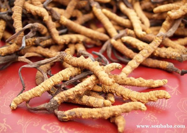 回收西藏青海冬虫夏草13439830111收购同仁堂虫草 回收西藏青海冬虫夏草13439830111收购同仁堂虫草