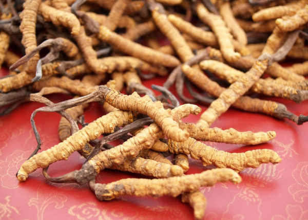 回收西藏青海冬虫夏草13439830111收购同仁堂虫草