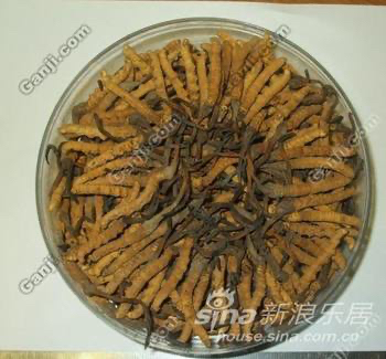 回收同仁堂冬虫夏草13439830111收购礼品鱼胶