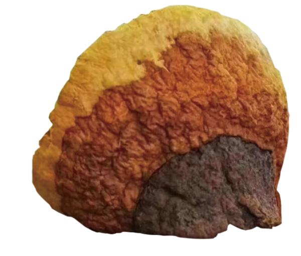 桑黄代理加盟合作 OEM贴牌代加工 桑黄产品定制 桑黄代理加盟合作 OEM贴牌代加工 桑黄产品定制